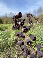 Fritillaria persica