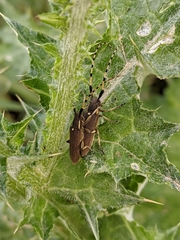 Agapanthia annularis