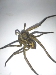 Heteropoda venatoria