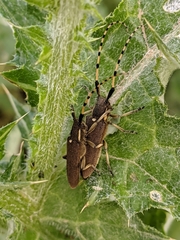 Agapanthia annularis