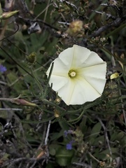 Calystegia stebbinsii