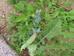 Blackstonia perfoliata