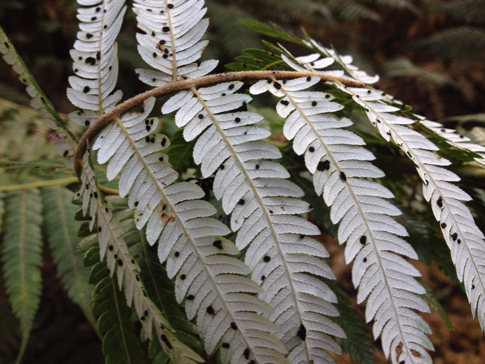 Parmulariaceae image