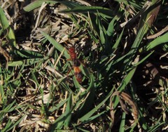 Trogomorpha arrogans