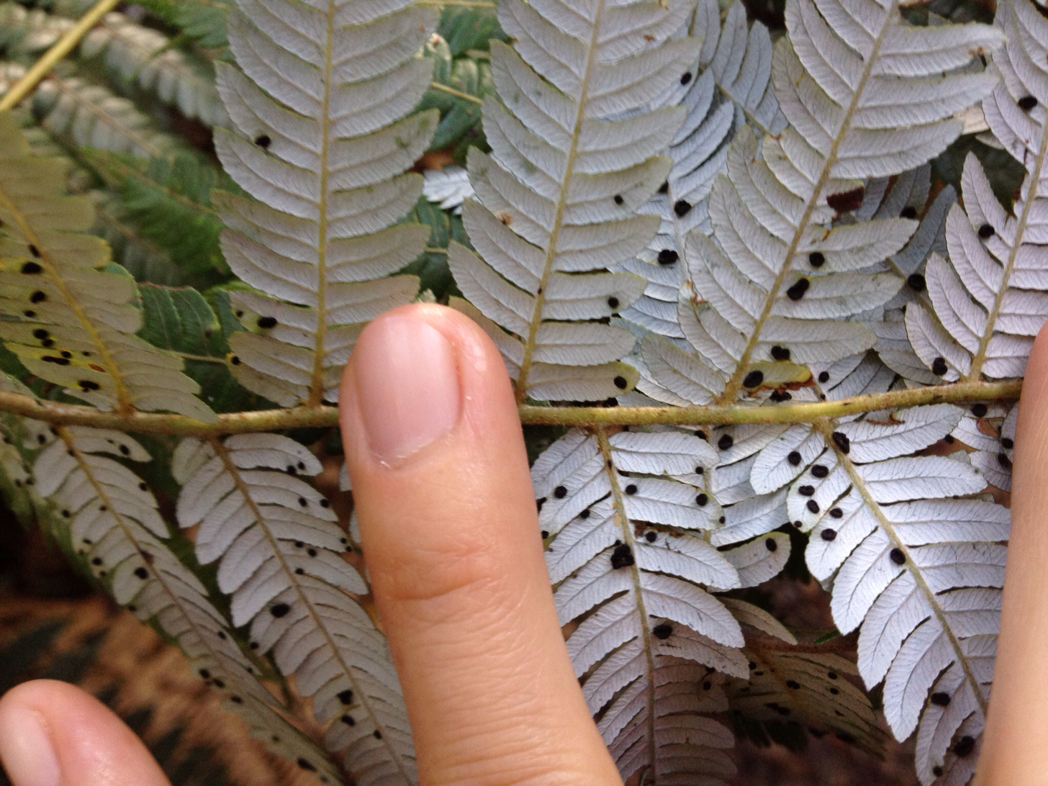 Parmulariaceae image