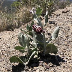 Asclepias californica californica