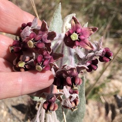 Asclepias californica californica