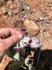 Asclepias californica californica
