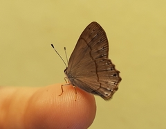 Euselasia euploea