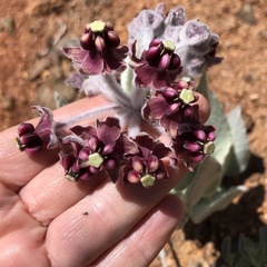 Asclepias californica californica