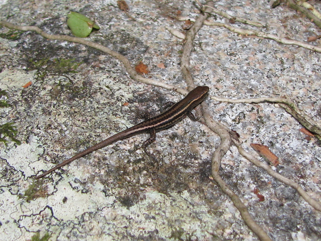 Crevice Rainbow-Skink