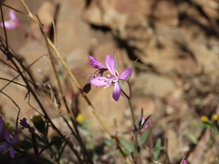 Clarkia modesta