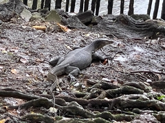 Varanus salvator macromaculatus