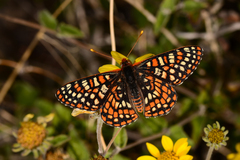 Euphydryas chalcedona klotsi
