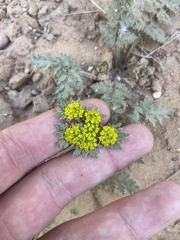 Cymopterus glomeratus