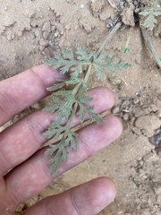 Cymopterus glomeratus