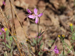 Clarkia modesta