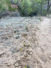 Cymopterus glomeratus