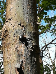 Daldinia concentrica