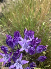 Triteleia