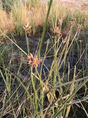 Bolboschoenus maritimus paludosus