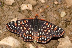 Euphydryas chalcedona klotsi