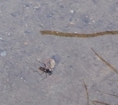 Plesiovelia