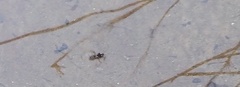 Plesiovelia