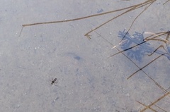 Plesiovelia
