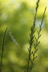 Lolium perenne perenne