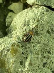 Disonycha leptolineata
