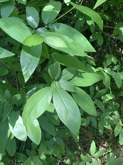 Calycanthus occidentalis