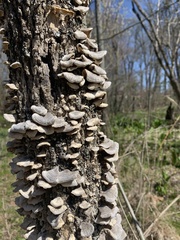 Cerrena unicolor