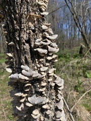Cerrena unicolor