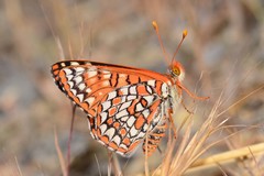 Euphydryas chalcedona klotsi