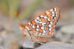 Euphydryas chalcedona klotsi