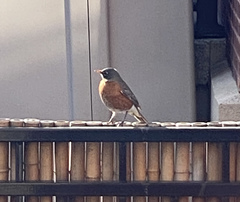 Turdus migratorius