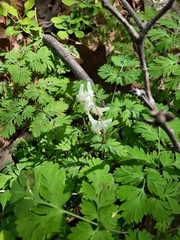Dicentra cucullaria