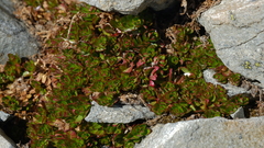 Epilobium rubro-marginatum