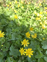 Ficaria verna