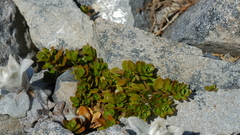 Epilobium rubro-marginatum