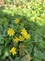 Ficaria verna