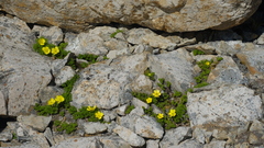 Ranunculus sericophyllus