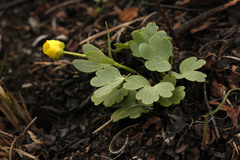 Ranunculus polyrhizos