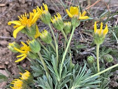 Nestotus stenophyllus