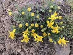 Nestotus stenophyllus