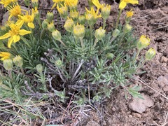 Nestotus stenophyllus