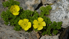 Ranunculus sericophyllus