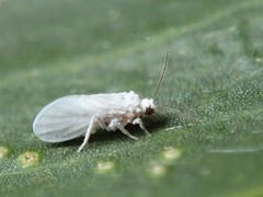 Coniopteryx maculithorax