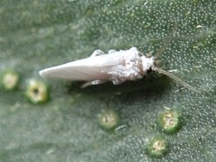 Coniopteryx maculithorax